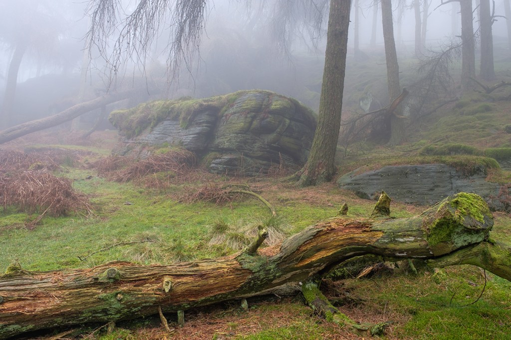 Misty morning in the trees at the Roaches. Fuji XT2 + 16-55 lens.