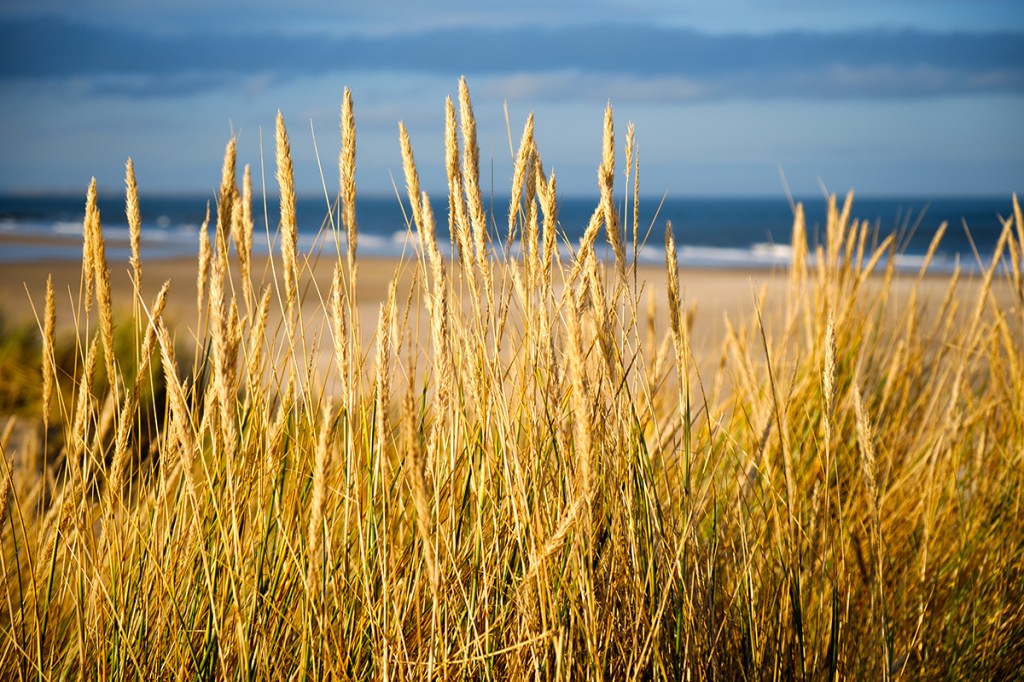 Grass and dunes at sunset. Fuji X-T2 with 18-55 lens at 44mm. 1/1250" at f4.0, ISO200.