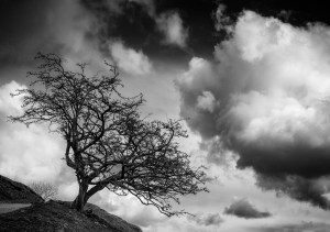 Tree near to Keld, The Yorkshire Dales.