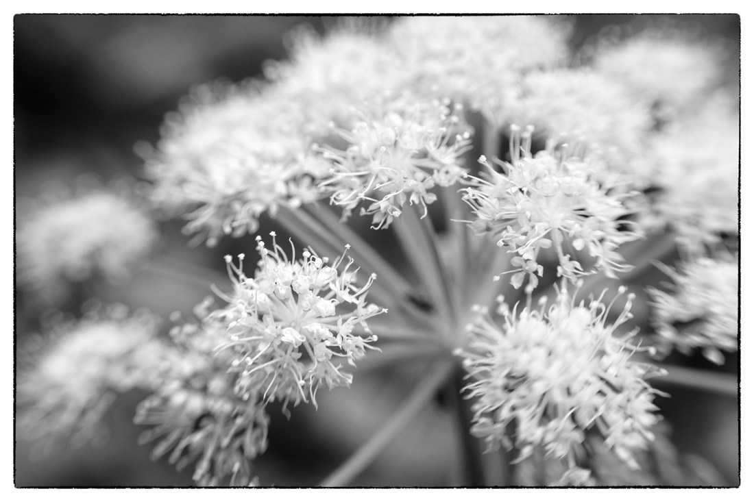 Flower shot with the Lensbaby Composer Pro Sweet 35