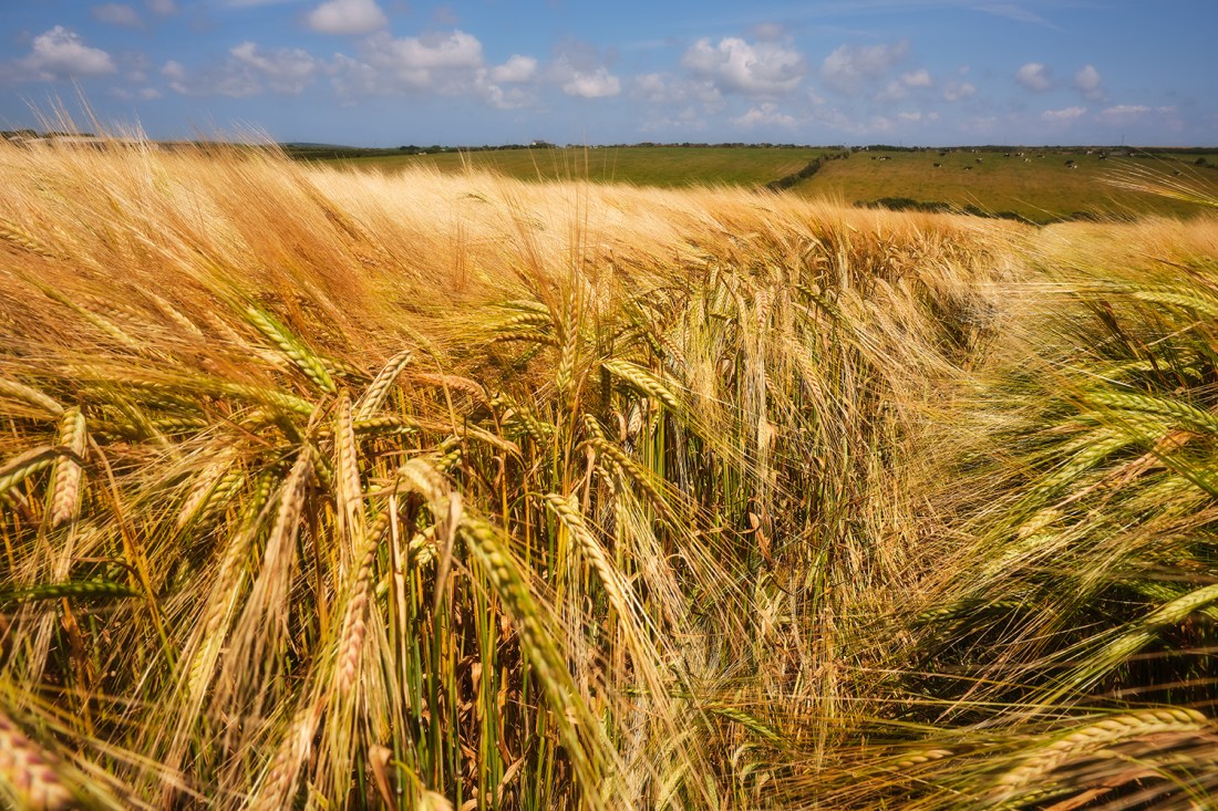 Wheat field, near Lands End, Cornwall.