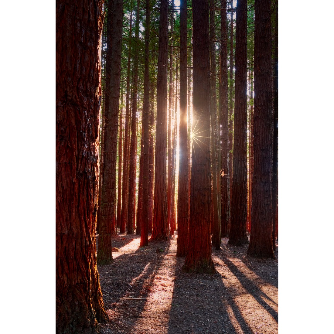 Whakarewarewa Forest Redwood Trees