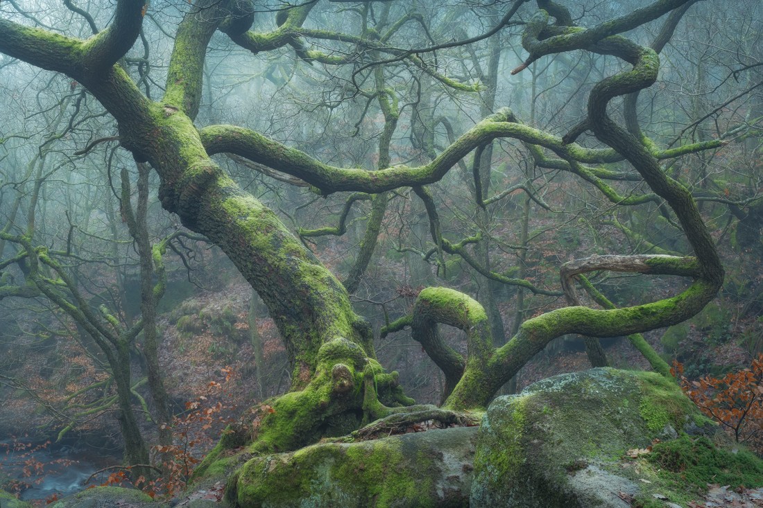 Padley Gorge trees in mist, The Peak District