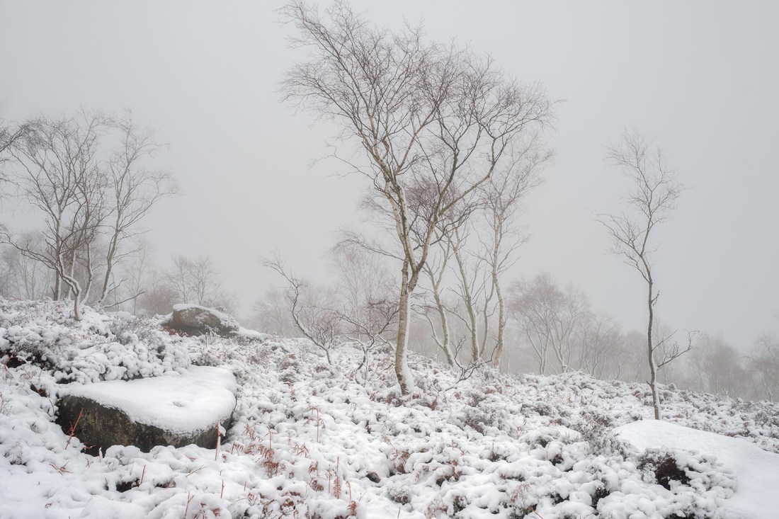 Silver birch at Surprise View, Peak District
