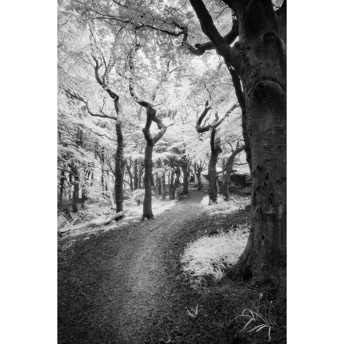 INfrared Fuji XT2 with 16mm lens.