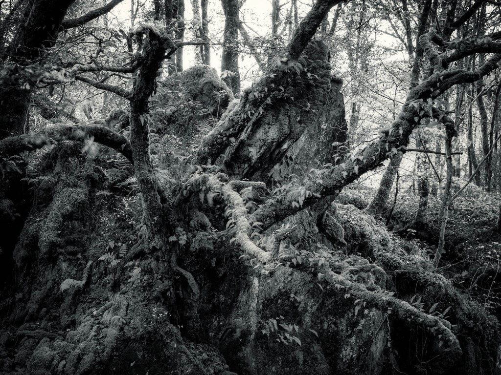 panasonic g9 80mpixel image