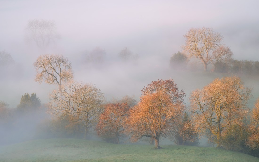 View from The Roaches. Trees in mist