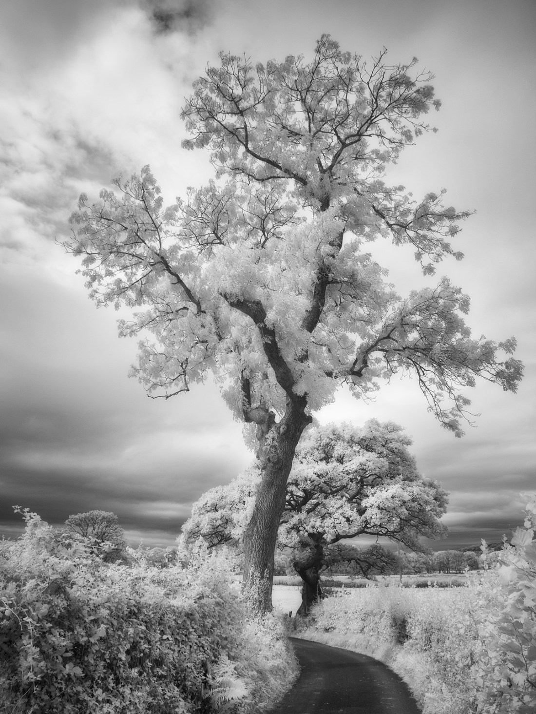 Location unknown. Panasonic GX1 with infrared conversion.