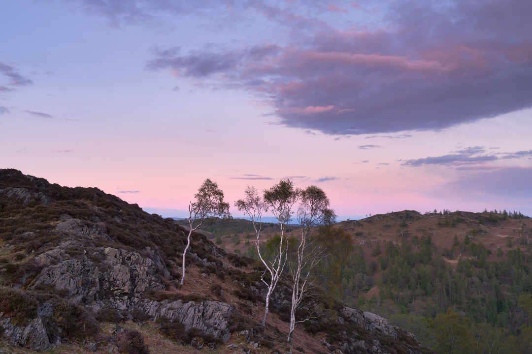 Silver Birch on Holme Fell at sunset. Fuji XT3 with Fuji 18-135 lens.